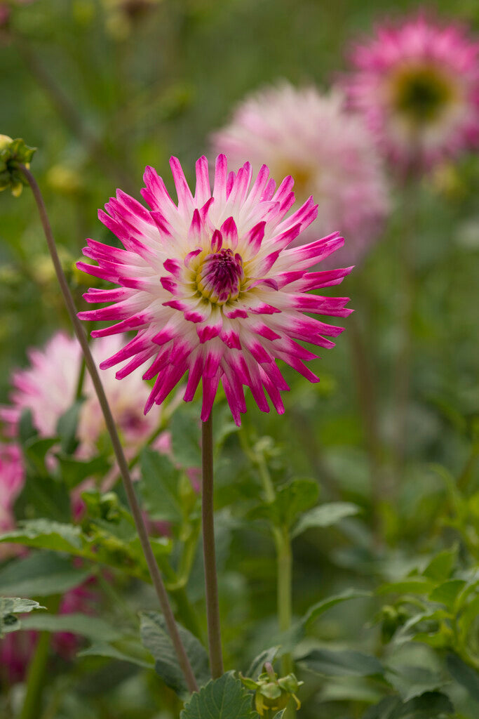 Dahlia Cactus Hayley Jane 1-pakning